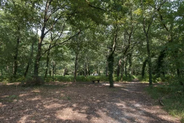 Domaine du Pinsan Eysines fougères (4).